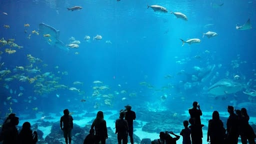 Discover the Ocean's Mysteries at the Georgia Aquarium